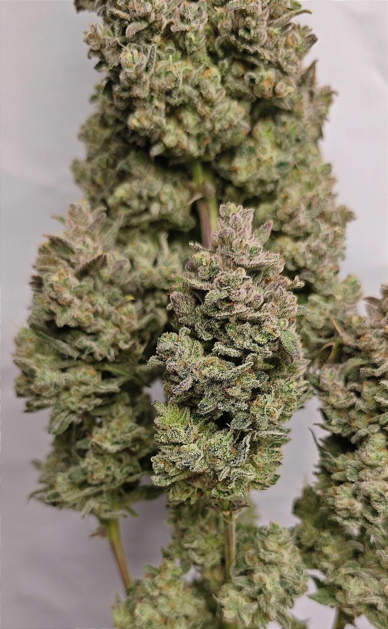 Sour Jealousy Auto, Фасовка: 3, изображение 15